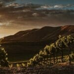 Twilight in the vineyard
