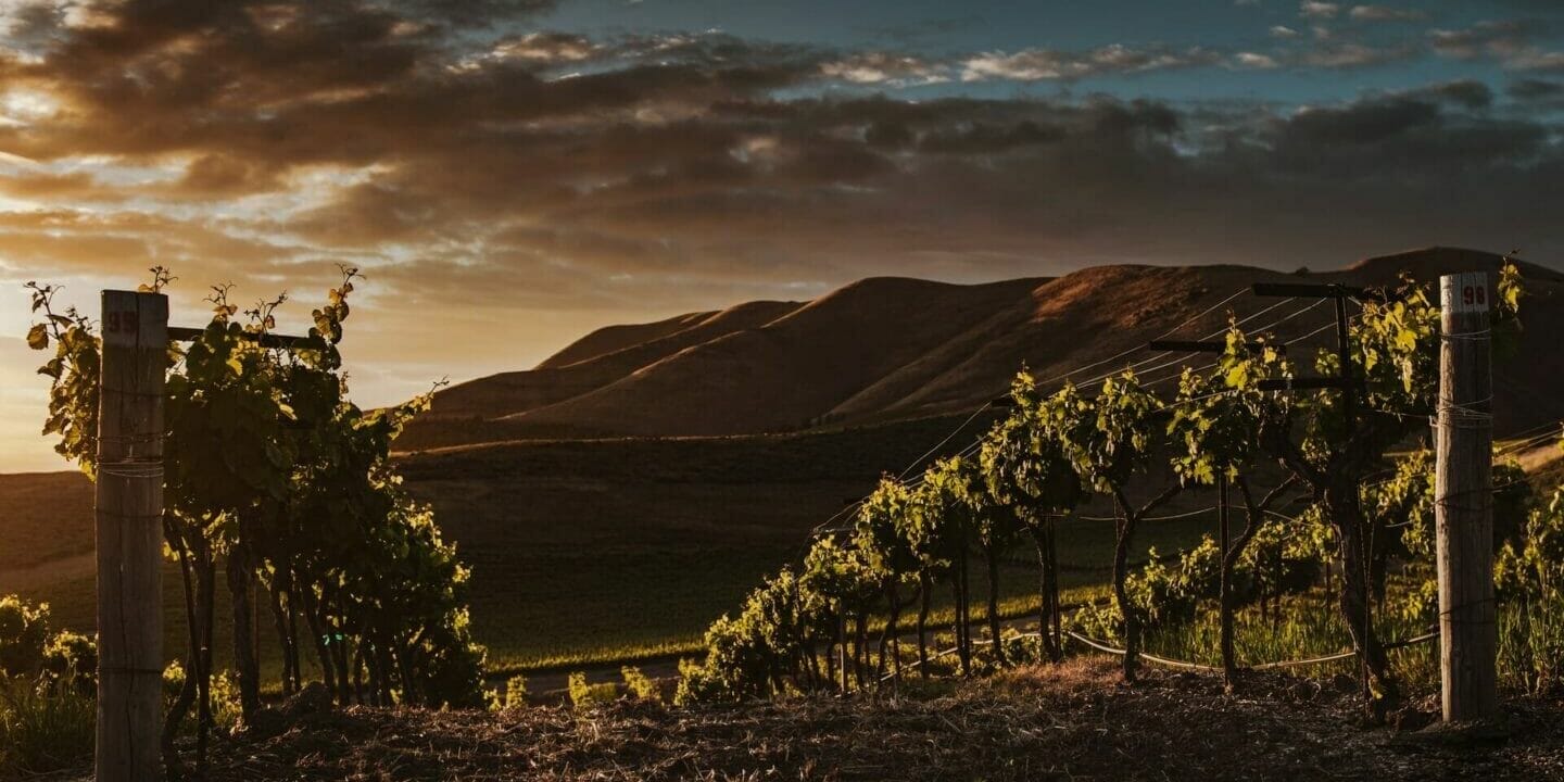 Twilight in the vineyard