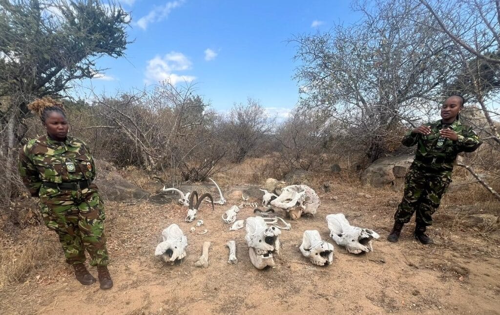 Two women from The Black Mambas anti-poaching unit in South Africa stand next to skulls of wildlife
