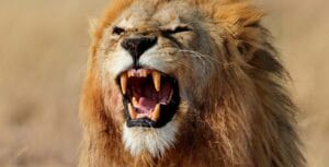 A male lion with a shaggy mane, roaring, showing its teeth, as it lies in dry grass.