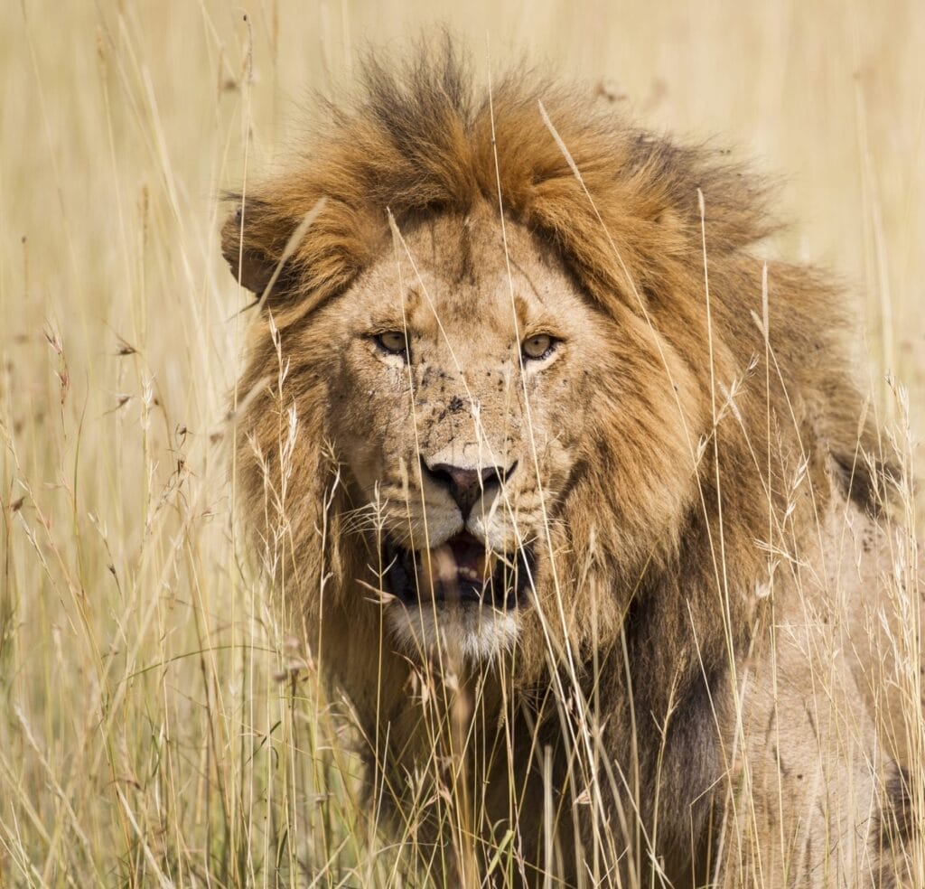 Male lion looking at the camera through tall grass, mouth slightly open.