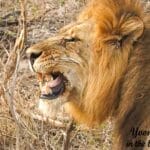 Side profile of a male lion snarling with its mouth open among dry branches.