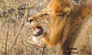Side profile of a male lion snarling with its mouth open among dry branches.